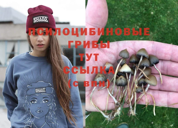 ПСИЛОЦИБИНОВЫЕ ГРИБЫ Няндома